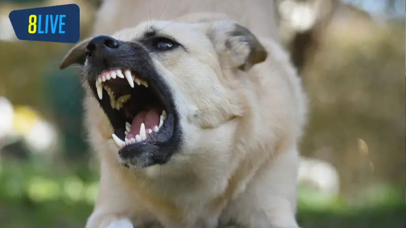 Giải mã giấc mơ bị chó cắn - Ý nghĩa và số đẹp