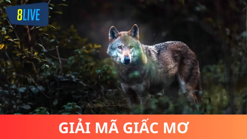 Giải mã giấc mơ bị chó sói đuổi cắn