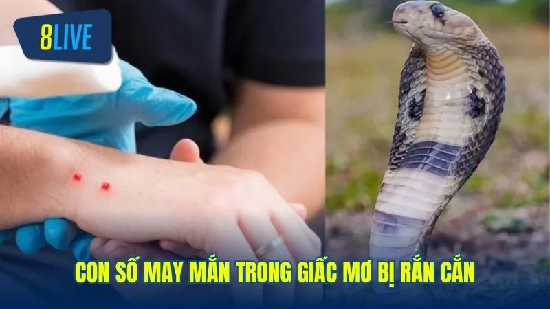 Những con số may mắn liên quan giấc mơ bị rắn cắn